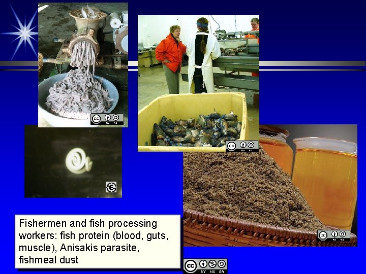 Fishermen and fish processing workers: fish protein (blood, guts, muscle), Anisakis parasite, fishmeal dust