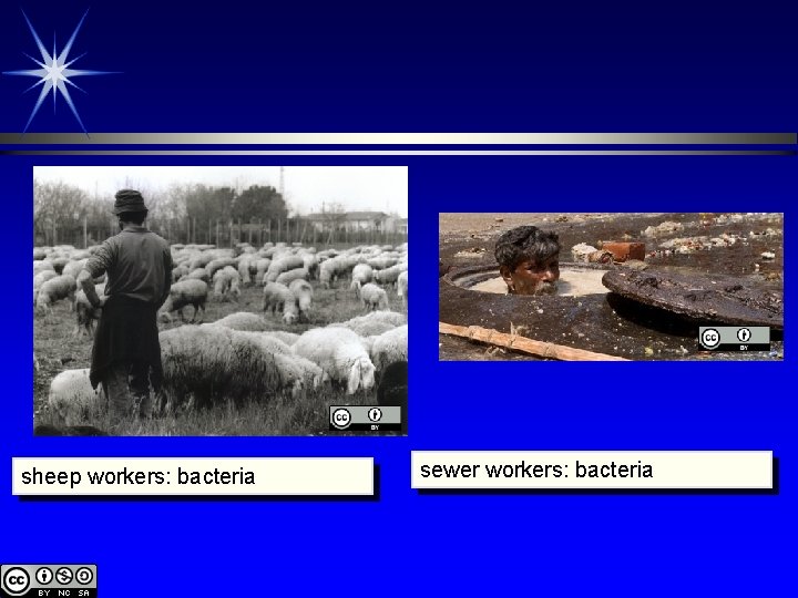 sheep workers: bacteria sewer workers: bacteria 