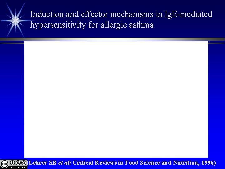 Induction and effector mechanisms in Ig. E-mediated hypersensitivity for allergic asthma (Lehrer SB et