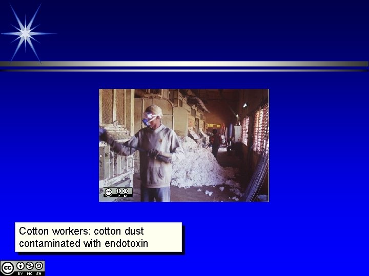 Cotton workers: cotton dust contaminated with endotoxin 