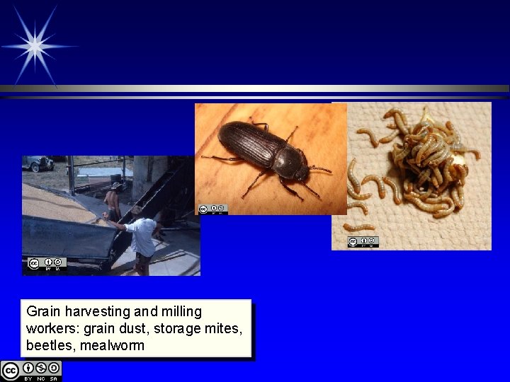 Grain harvesting and milling workers: grain dust, storage mites, beetles, mealworm 