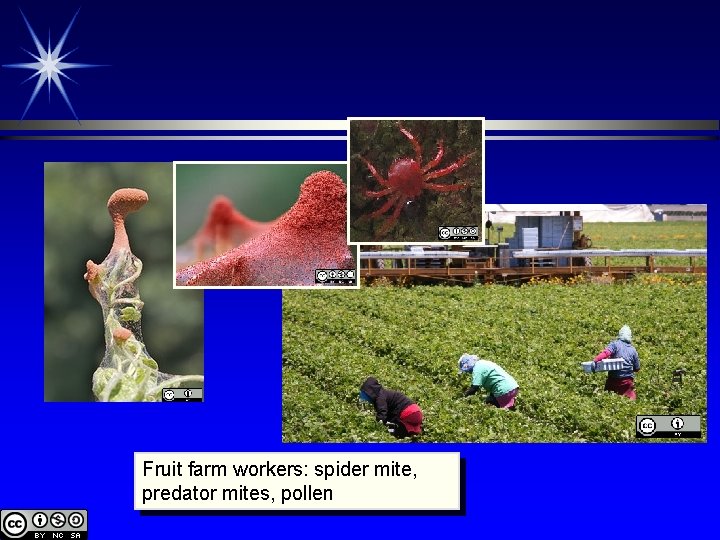Fruit farm workers: spider mite, predator mites, pollen 