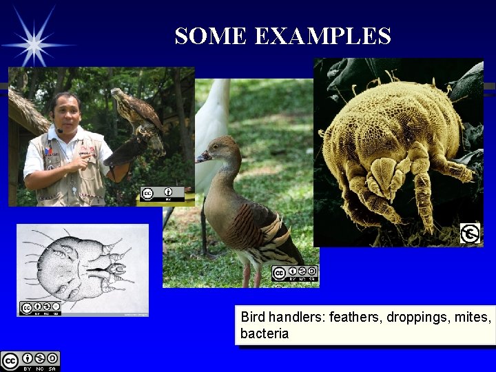 SOME EXAMPLES Bird handlers: feathers, droppings, mites, bacteria 