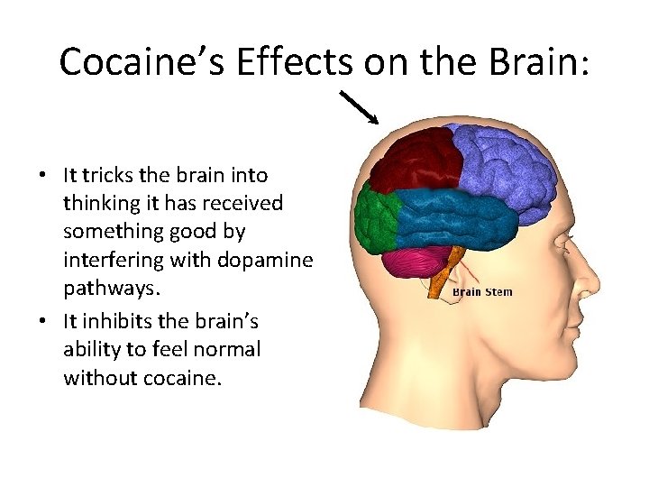 Cocaine’s Effects on the Brain: • It tricks the brain into thinking it has