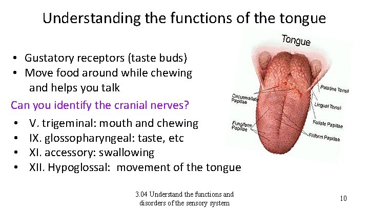 Understanding the functions of the tongue • Gustatory receptors (taste buds) • Move food