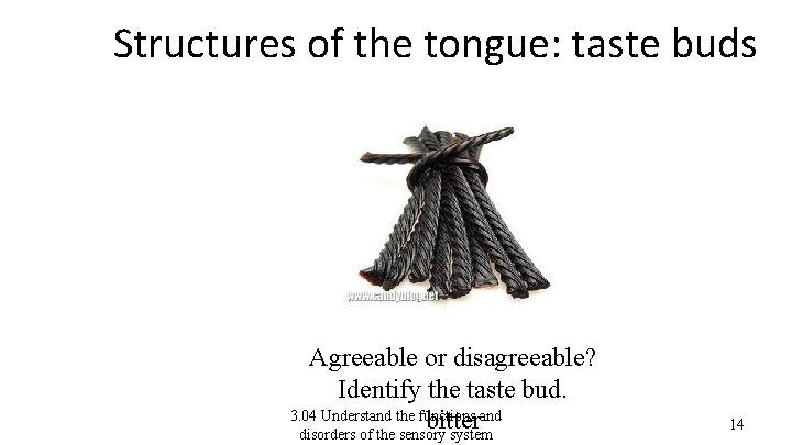 Structures of the tongue: taste buds Agreeable or disagreeable? Identify the taste bud. 3.