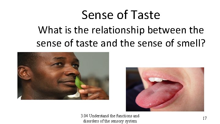 Sense of Taste What is the relationship between the sense of taste and the