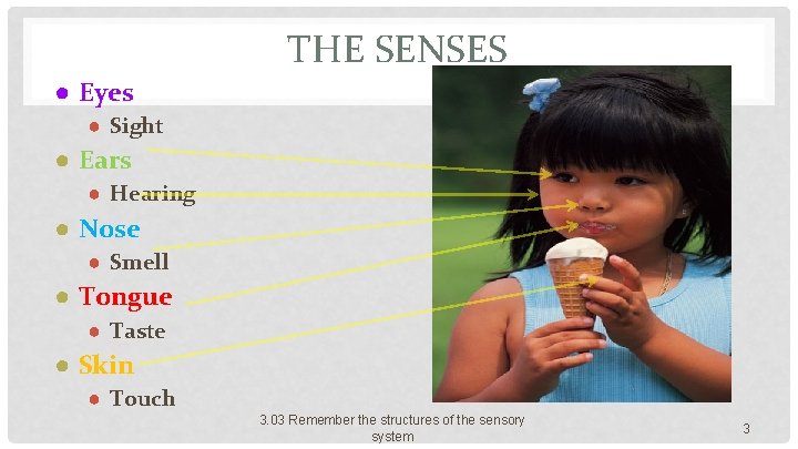 THE SENSES ● Eyes ● Sight ● Ears ● Hearing ● Nose ● Smell