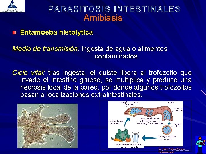Amibiasis Entamoeba histolytica Medio de transmisión: ingesta de agua o alimentos contaminados. Ciclo vital: