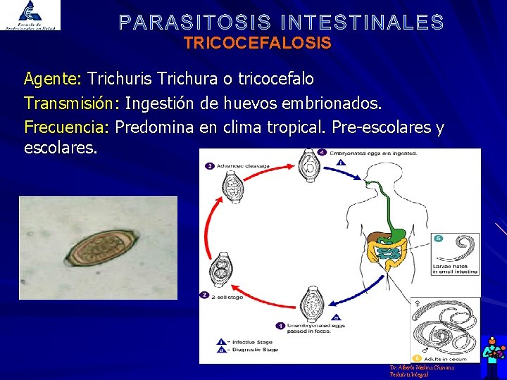 TRICOCEFALOSIS Agente: Trichuris Trichura o tricocefalo Transmisión: Ingestión de huevos embrionados. Frecuencia: Predomina en