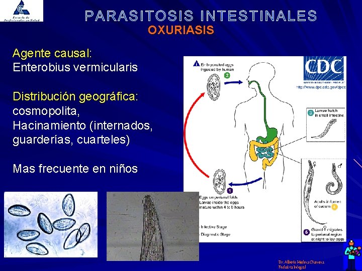 OXURIASIS Agente causal: Enterobius vermicularis Distribución geográfica: cosmopolita, Hacinamiento (internados, guarderías, cuarteles) Mas frecuente