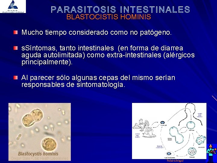 BLASTOCISTIS HOMINIS Mucho tiempo considerado como no patógeno. s. Síntomas, tanto intestinales (en forma