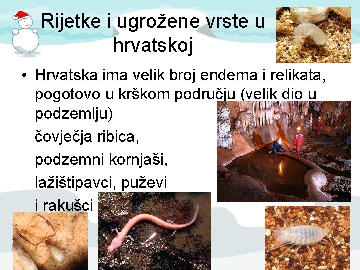Rijetke i ugrožene vrste u hrvatskoj • Hrvatska ima velik broj endema i relikata,