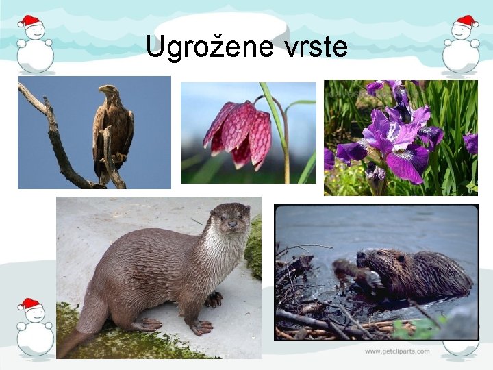 Ugrožene vrste 