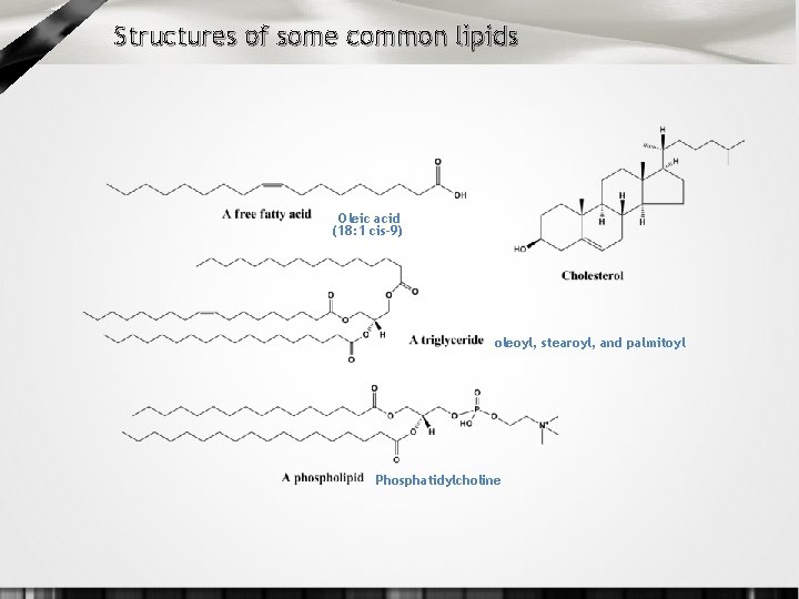 Structures of some common lipids Oleic acid (18: 1 cis-9) oleoyl, stearoyl, and palmitoyl
