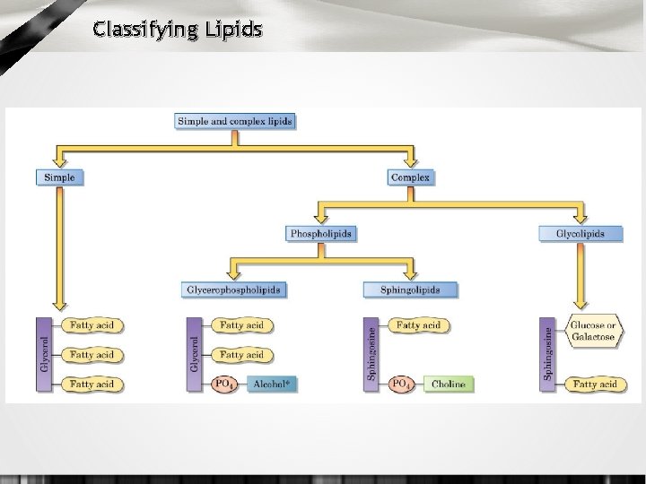 Classifying Lipids 