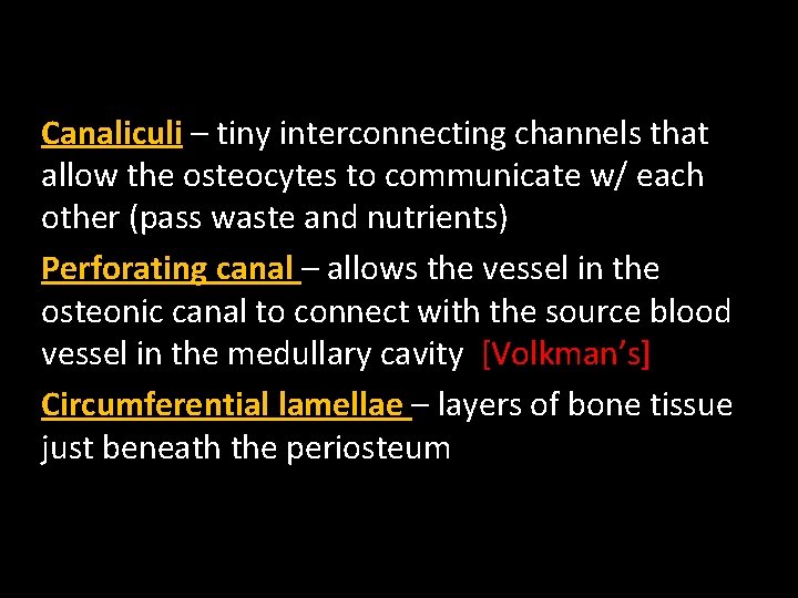Canaliculi – tiny interconnecting channels that allow the osteocytes to communicate w/ each other