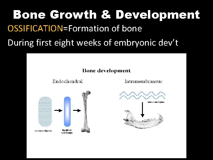 Bone Growth & Development OSSIFICATION=Formation of bone During first eight weeks of embryonic dev’t