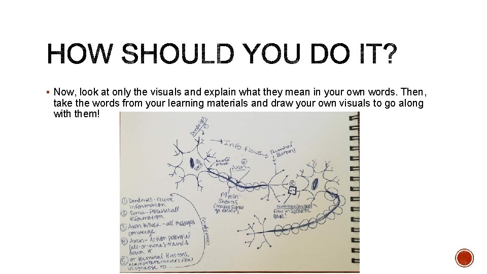 § Now, look at only the visuals and explain what they mean in your