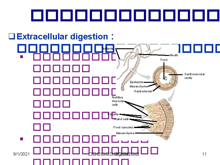 ������� q Extracellular digestion : ���������� Tentacles § ������������� ������ �� § ������ 9/1/2021