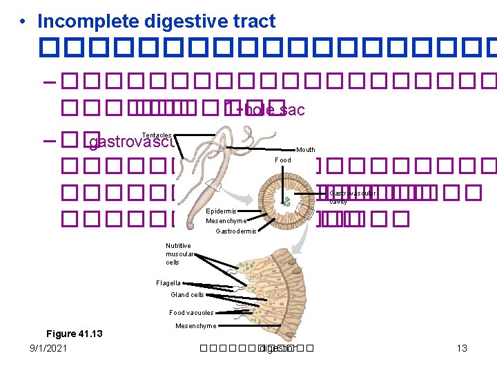  • Incomplete digestive tract ���������� – ���������� 1 -hole sac – �� gastrovascular