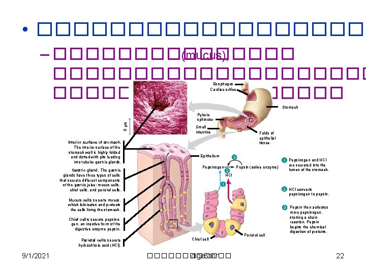  • ���������� – �������� (mucus), ���������� Esophagus Cardiac orifice Stomach 5 µm Pyloric