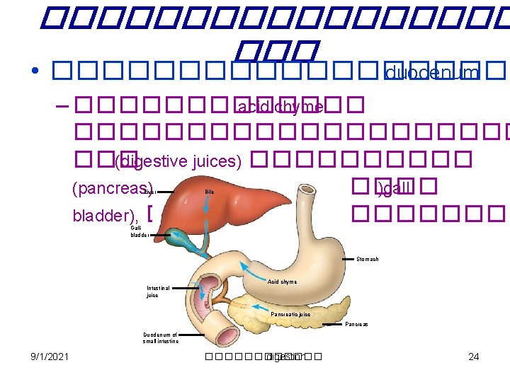 ��������� ��� • ���������� duodenum – ������� acid chyme ���������� ��� (digestive juices) �����