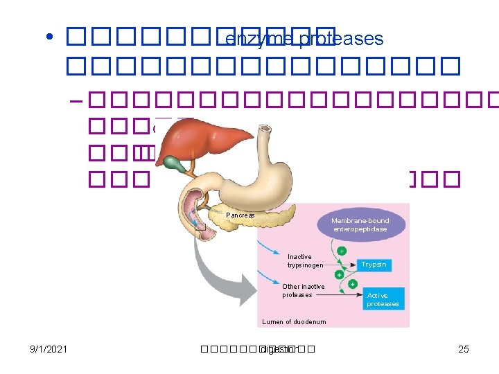 • ������ enzyme proteases �������� – ���������� duodenum ���� trypsinogen ��������� Trypsin Pancreas