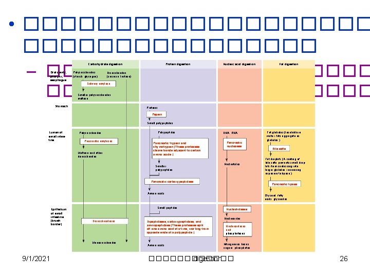  • ���������� – ���������� +���������� Protein digestion Carbohydrate digestion Oral cavity, pharynx, esophagus