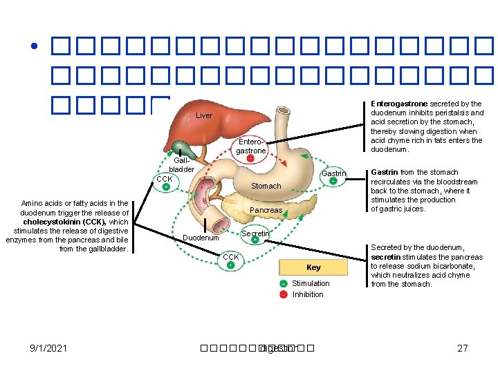  • ������������������� Enterogastrone secreted by the duodenum inhibits peristalsis and acid secretion by