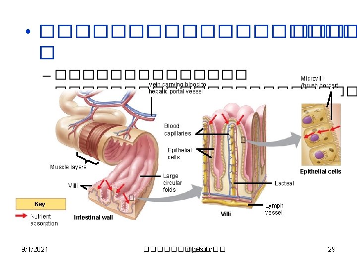  • ��������� � – ������� Microvilli Vein carrying blood to (brush border) hepatic