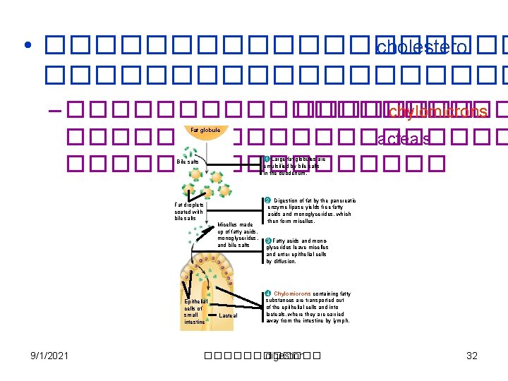  • ���������� cholesterol ���������� – ���������� chylomicrons ���������� lacteals ��������� Fat globule 1