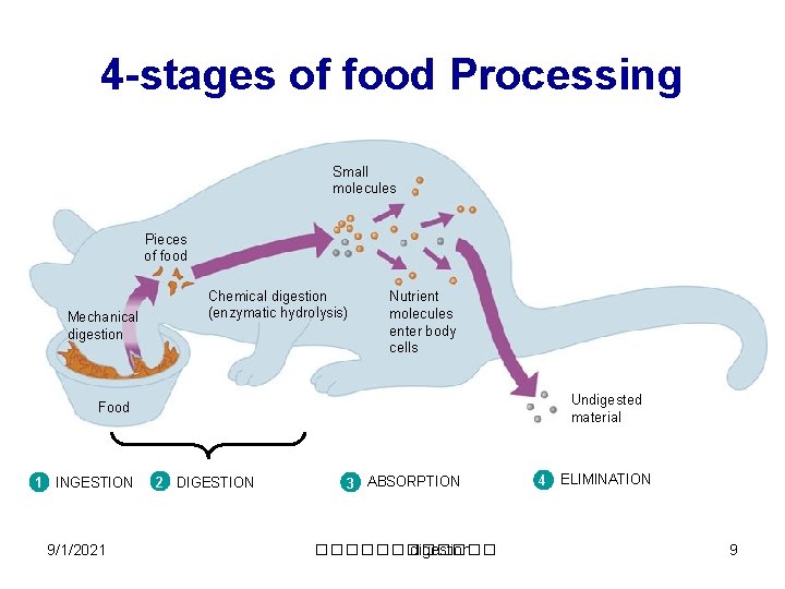 4 -stages of food Processing Small molecules Pieces of food Mechanical digestion Chemical digestion