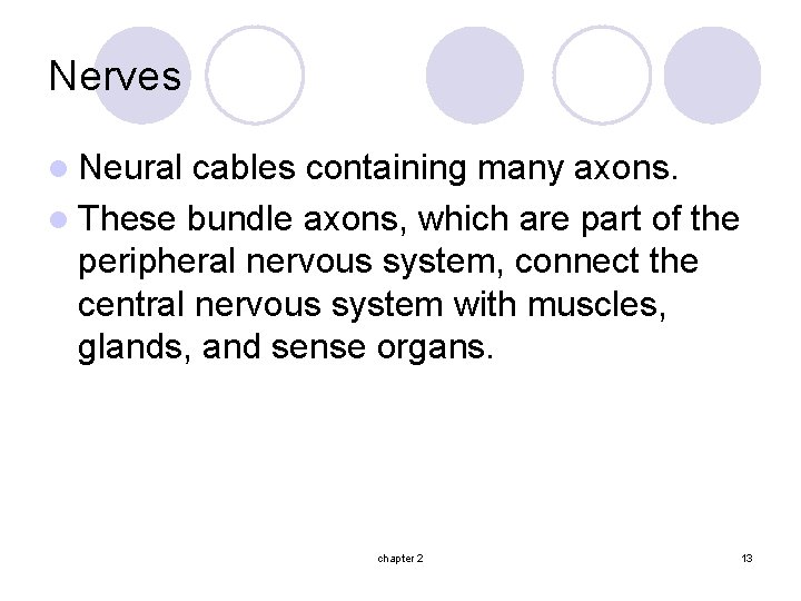 Nerves l Neural cables containing many axons. l These bundle axons, which are part