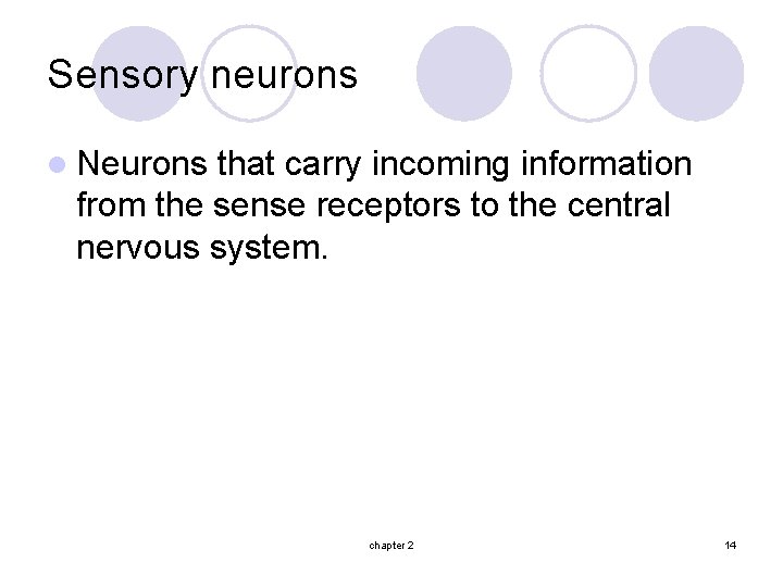 Sensory neurons l Neurons that carry incoming information from the sense receptors to the