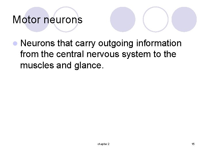 Motor neurons l Neurons that carry outgoing information from the central nervous system to
