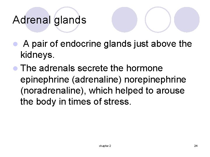 Adrenal glands A pair of endocrine glands just above the kidneys. l The adrenals