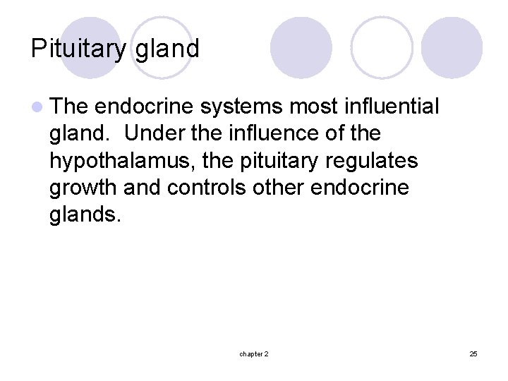 Pituitary gland l The endocrine systems most influential gland. Under the influence of the