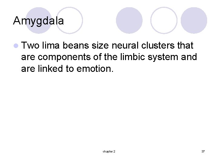 Amygdala l Two lima beans size neural clusters that are components of the limbic