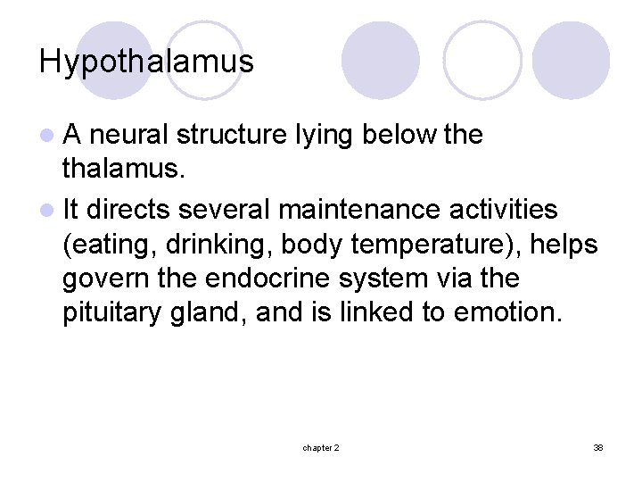 Hypothalamus l. A neural structure lying below the thalamus. l It directs several maintenance