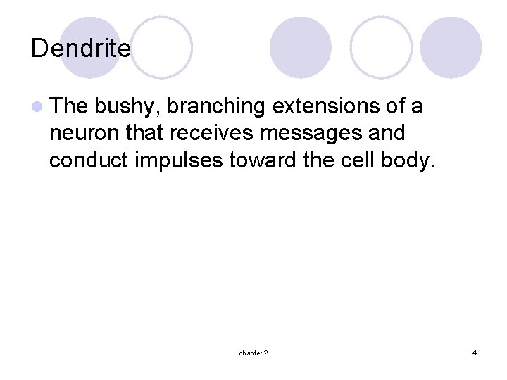 Dendrite l The bushy, branching extensions of a neuron that receives messages and conduct