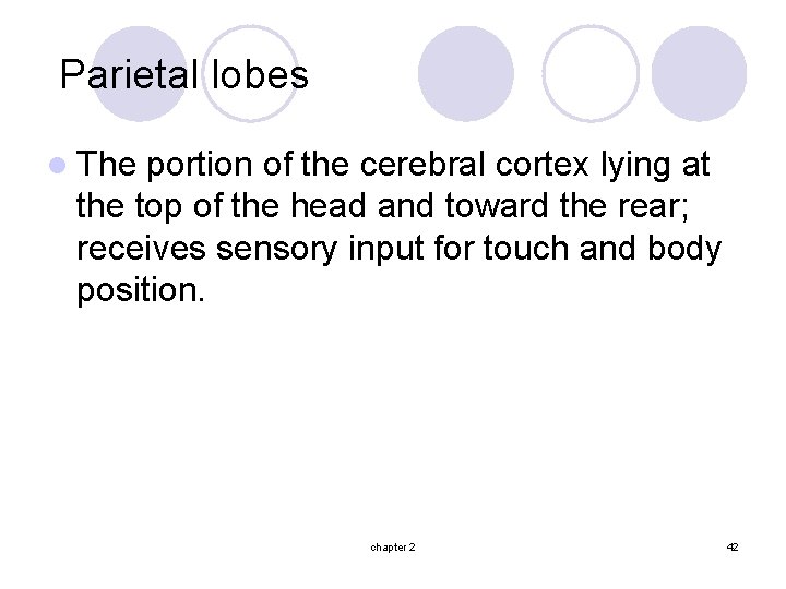 Parietal lobes l The portion of the cerebral cortex lying at the top of