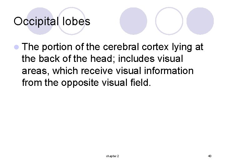 Occipital lobes l The portion of the cerebral cortex lying at the back of