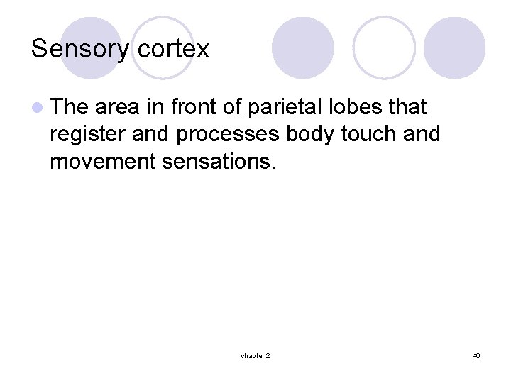 Sensory cortex l The area in front of parietal lobes that register and processes