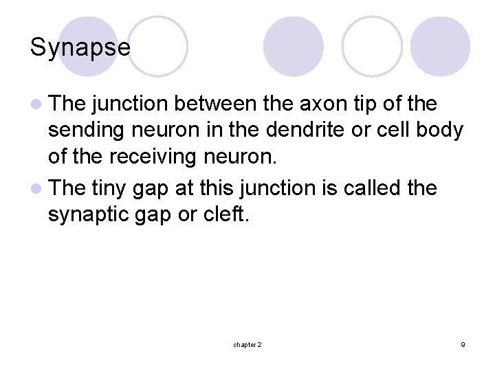 Synapse l The junction between the axon tip of the sending neuron in the
