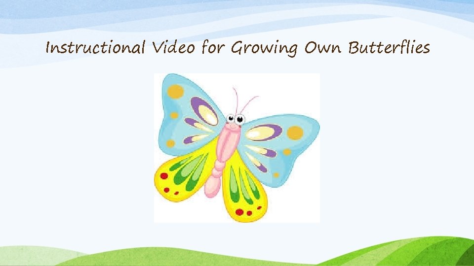 Instructional Video for Growing Own Butterflies 