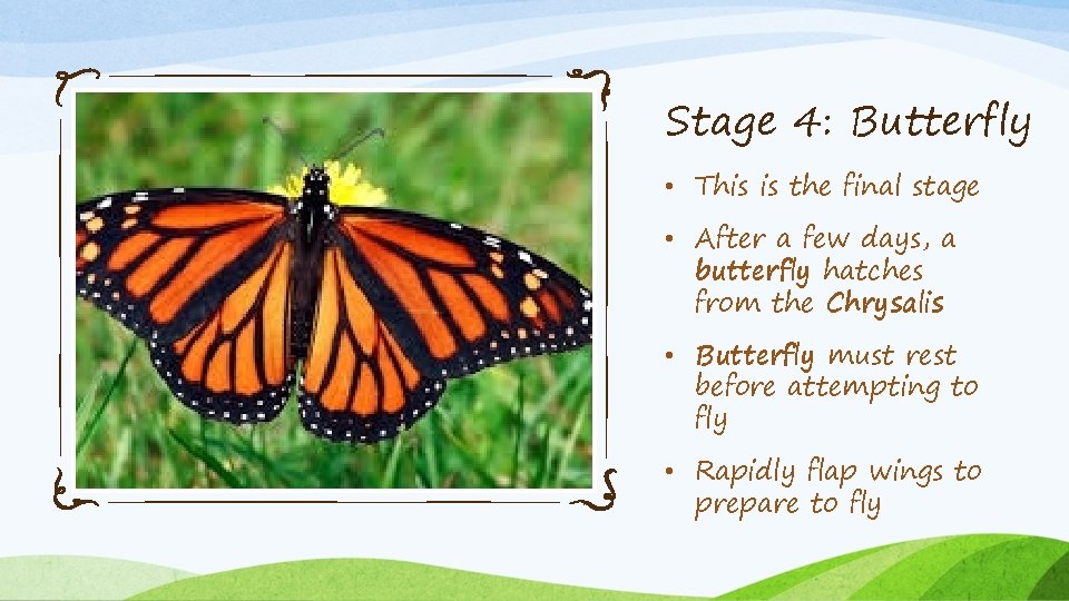 Stage 4: Butterfly • This is the final stage • After a few days,