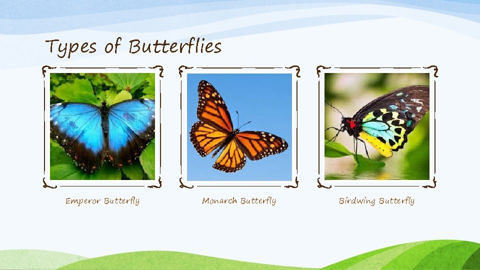 Types of Butterflies Emperor Butterfly Monarch Butterfly Birdwing Butterfly 