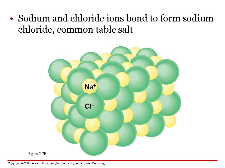  • Sodium and chloride ions bond to form sodium chloride, common table salt