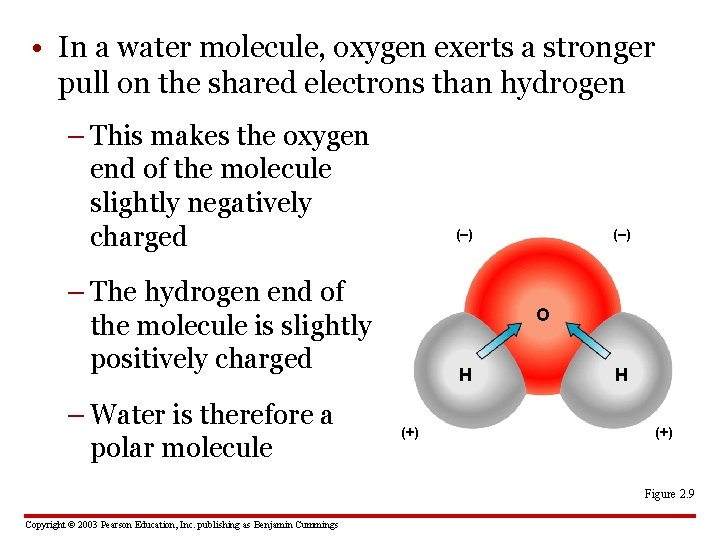  • In a water molecule, oxygen exerts a stronger pull on the shared